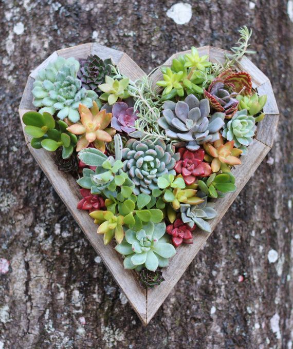 Mariage - Succulent Heart Living Planter As Seen In BIRDS & BLOOMS MAGAZINE Anniversary Birthday Wedding Succulent Planter Vertical Planter