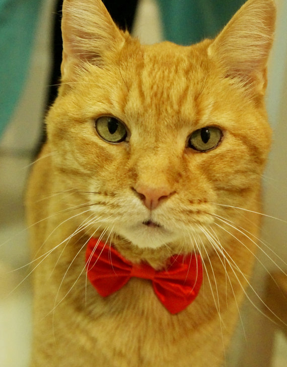 زفاف - Lipstick Red Cat Break Away  Bow Tie Collar