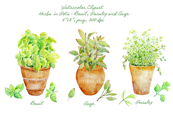 Wedding - Watercolor clipart - Hand painted watercolor herbs in terracotta pots - Basil, Sage and Parsley printable instant download