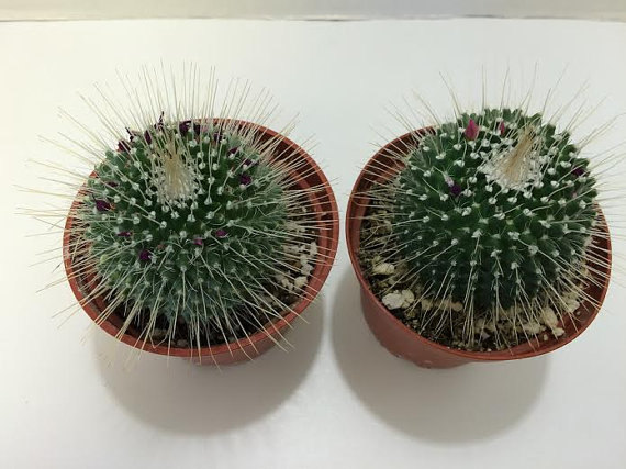Hochzeit - Cactus Plant White Spiney Globe. This cactus could double as a hedgehog!!