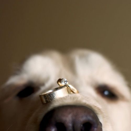 Mariage - (Dogs At Weddings)