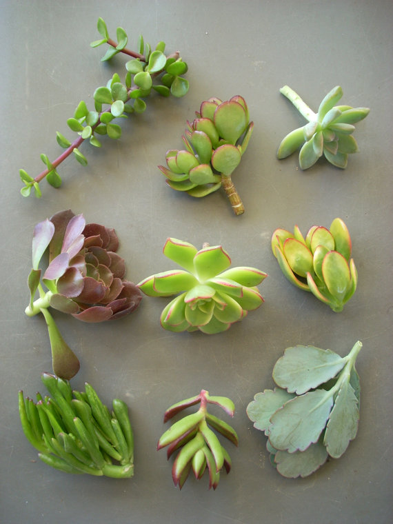 Mariage - Succulent Cuttings Gift Box Birthdays Showers Parties