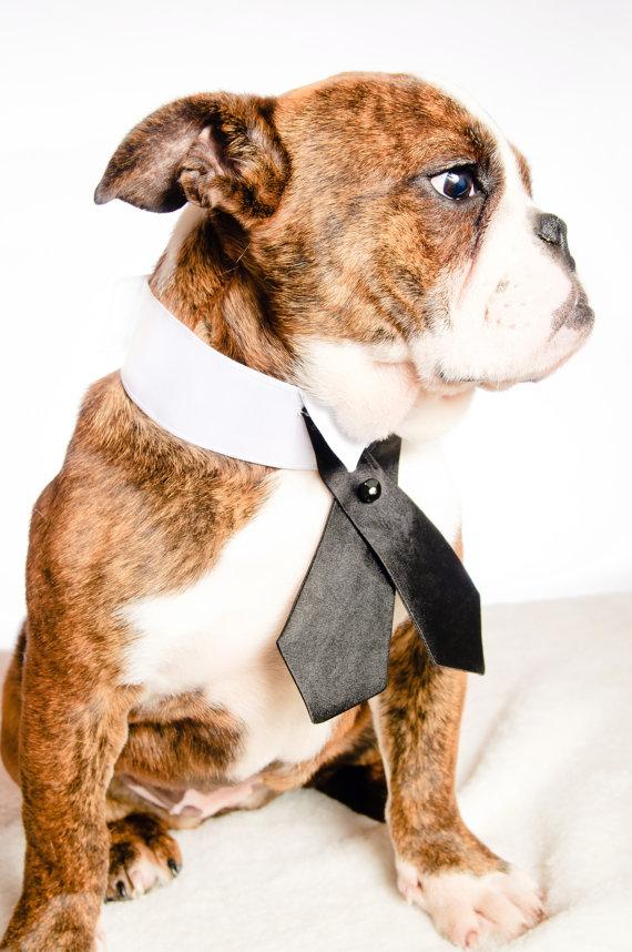 زفاف - Black Crosstie Tuxedo Dog Collar with Diamante Stud