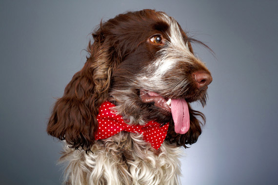 زفاف - Dog Bow Tie - Mini White Polka Dots on Bright Red