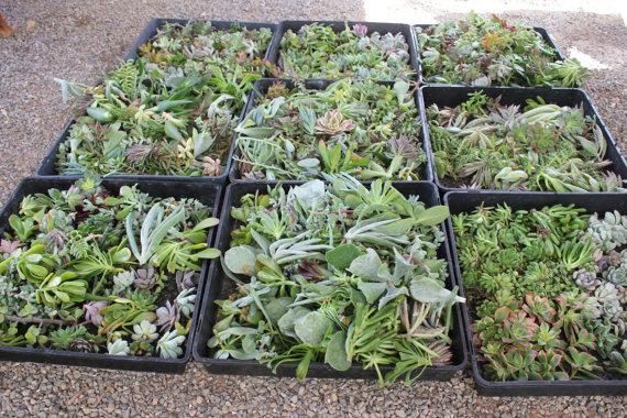 Mariage - 100 BEAUTIFUL succulent CUTTINGS perfect for wall gardens wreath topiaries or bouquets Succulents echeverias succulent