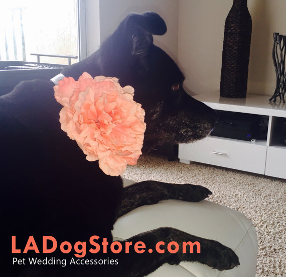 زفاف - Coral Wedding Dog Collars- Coral Floral Dog Collar, Pet wedding accessory, Dog Lovers