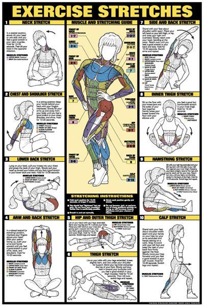Hochzeit - Exercise Stretches Poster - Laminated
