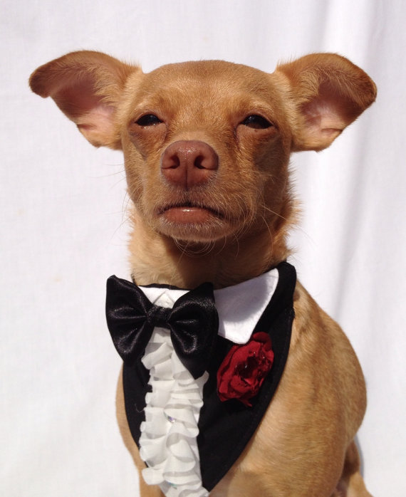 Свадьба - Pet Wedding Ruffled Tuxedo Bandanna and Rhinestone Shirt Cuff Set for a Cat or a Dog