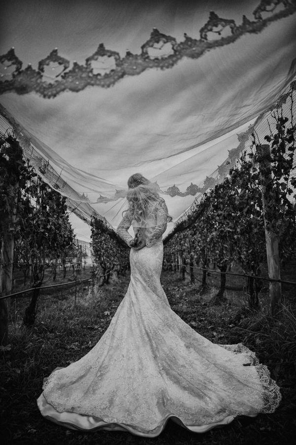 Hochzeit - The Vineyard, The Horse, And The Lovebirds