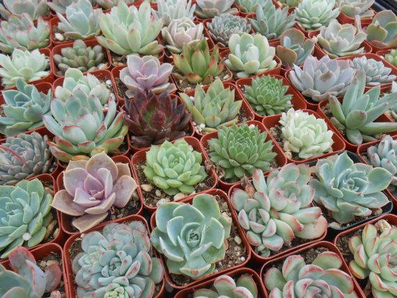 Wedding - Reserved For Jaclyn, 50 Succulents For A Wedding, DEPOSIT, Ship May 24