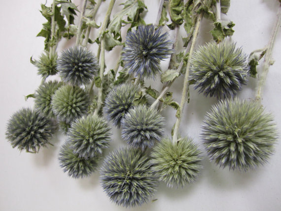 Wedding - Dried Globe Thistle -- set of 12  -- Preserved  --  8" long