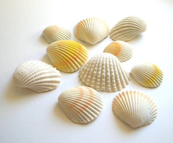 زفاف - Chocolate Filled Candy Clam Shells -12 - As Seen In Martha Stewart Wedding's (summer 2013) Top DIY Resources, Under Edible Art.