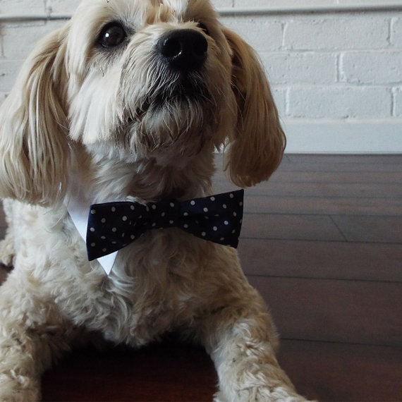 زفاف - Navy Blue and White Polka Dot Bow Tie for Cats and Dogs - Preppy Pup Couture