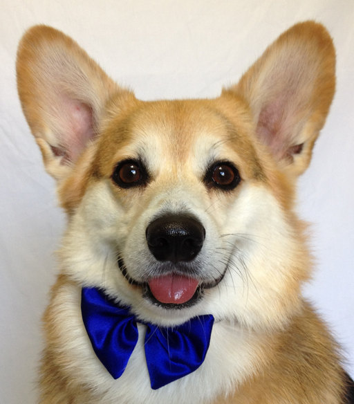 Свадьба - Satin Bow Tie for a Pet  Assorted Colors and Sizes