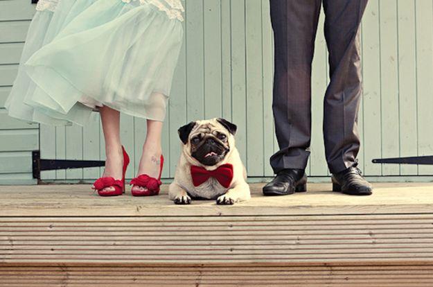 Wedding - 21 Impossibly Adorable Wedding Day Dogs