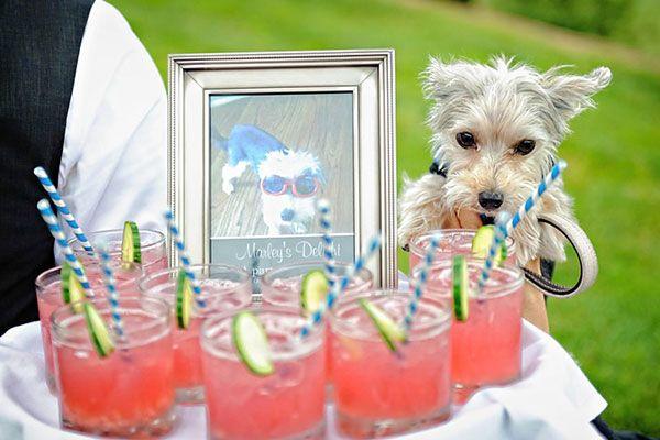 Wedding - Washington Weddings With Dogs