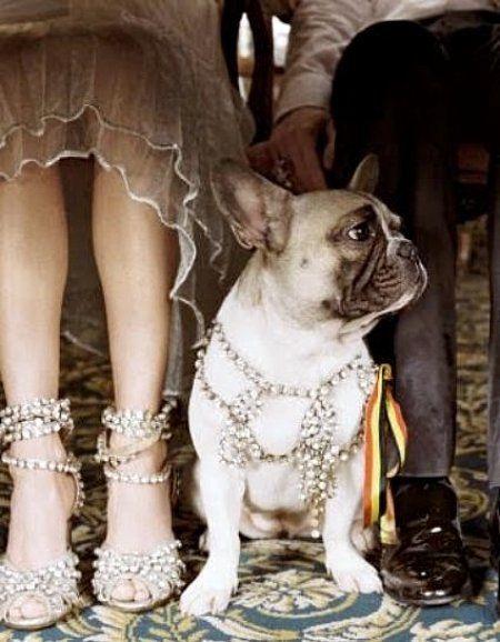 Wedding - These 12 Dogs Have Cooler Stuff Than You