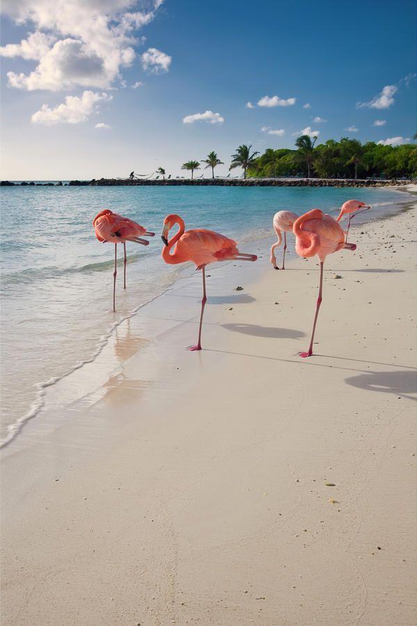Hochzeit - Caribbean Beach With Pink Flamingos By George Oze