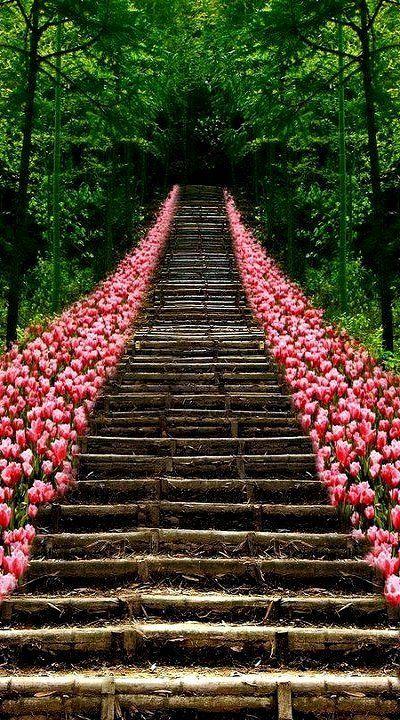 Wedding - Vacation-travel-photos-tulip-stairs-kyoto-japan