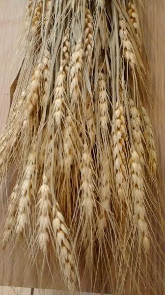 Mariage - 10 BUNCHES Dried Natural Wheat Stem Bundles/Bunches - Perfect for weddings