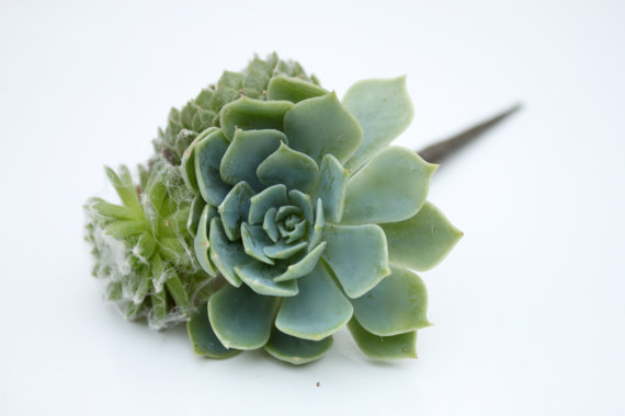 Свадьба - Hair Plant // Succulent Hair Pin