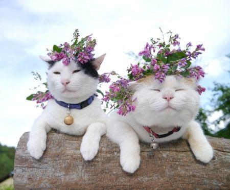 Mariage - Gardening With Pets.