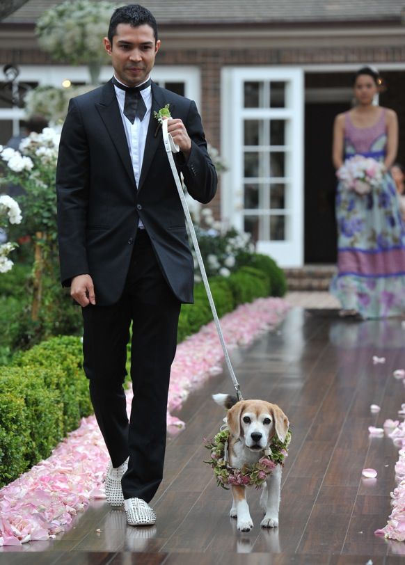 Wedding - Post / Modern  Amina O.: Dogs In Weddings