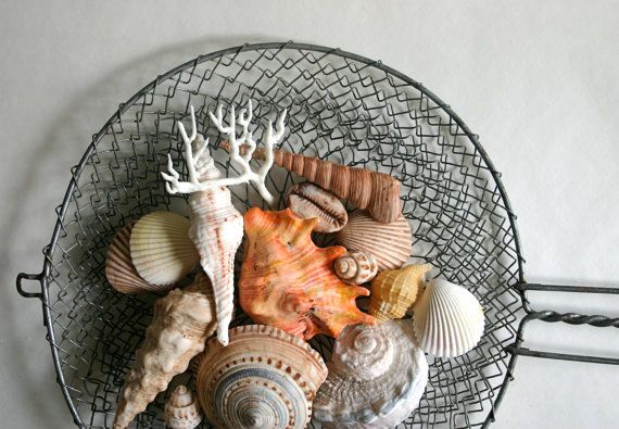 Свадьба - Edible Chocolate Filled Candy Sea Shells, Starfish And Sand Dollar / 20 Piece Box Set - Featured In The New York Times