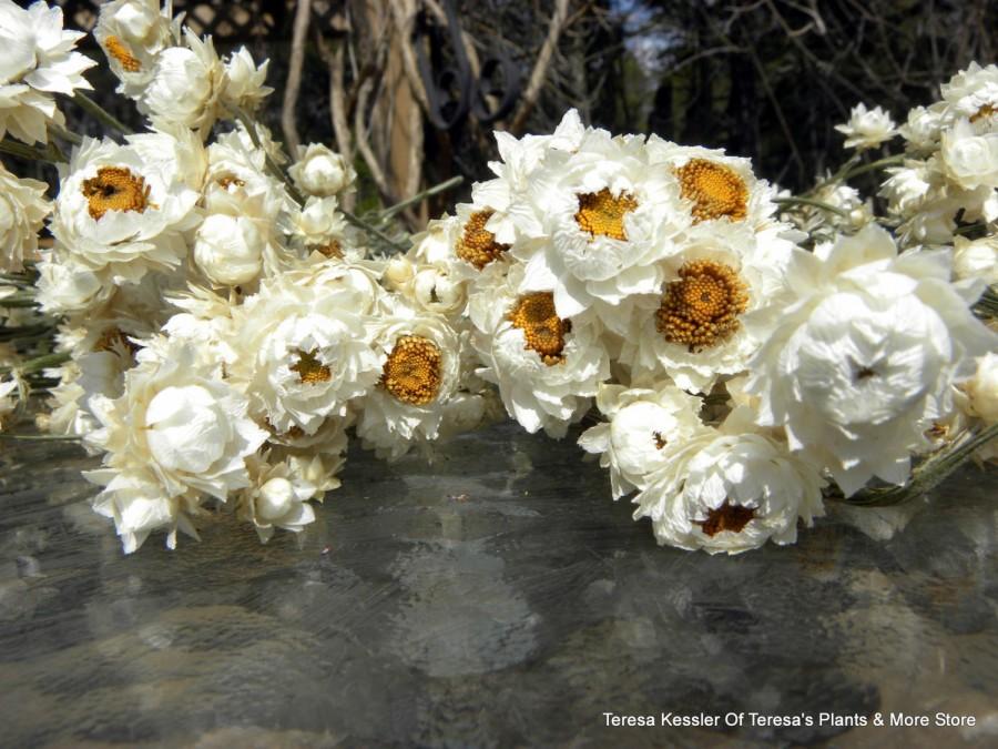 زفاف - Ammobium dried floral LARGE bunch-White wedding flower-Mini white strawflower-Corsage flowers-Dyed flowers