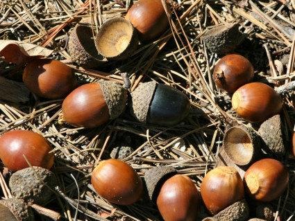 Wedding - Real Acorns & Caps Naturally Dried - Great  for fall decorations, crafts, centerpieces, wedding decor and more