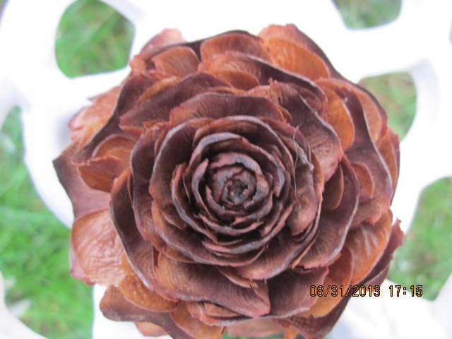 Mariage - 35 Rose Pine Cones  or Cedar Rose , From The Deodar Cedar Tree ( Cedrus  Deodar )