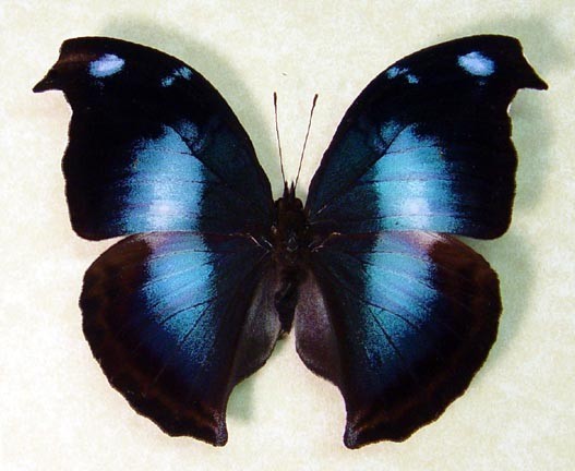 زفاف - Wedding Gift Real Framed Blue Purple Butterfly Conservation Display 205