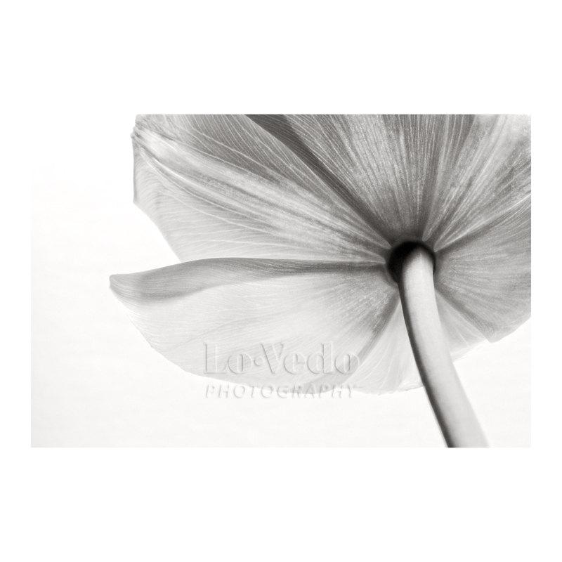 Mariage - Flower Photo, White Tulip, Black and White Photo, Wedding Decor, Nature Photography, Large Wall Art, Home Decor