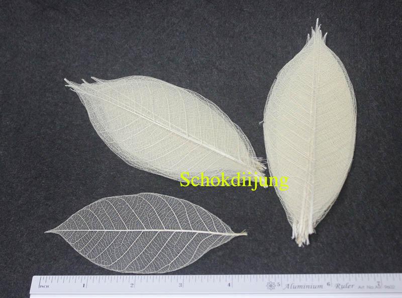 Hochzeit - 100 Natural Color Natural Skeleton Leaves Size Aprox. 4" Crafts, Card making, Scrapbooking, embellishment