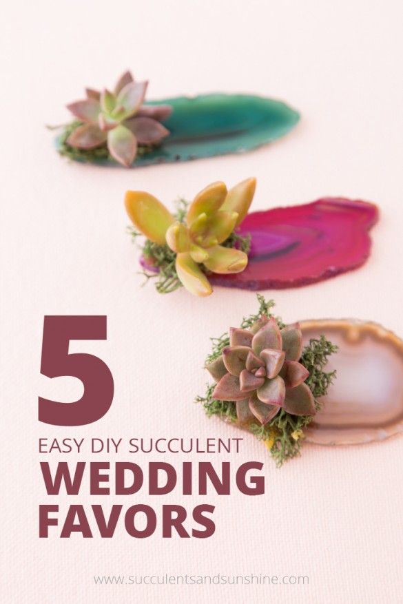 Hochzeit - Cheap And Easy DIY Succulent Wedding Favors