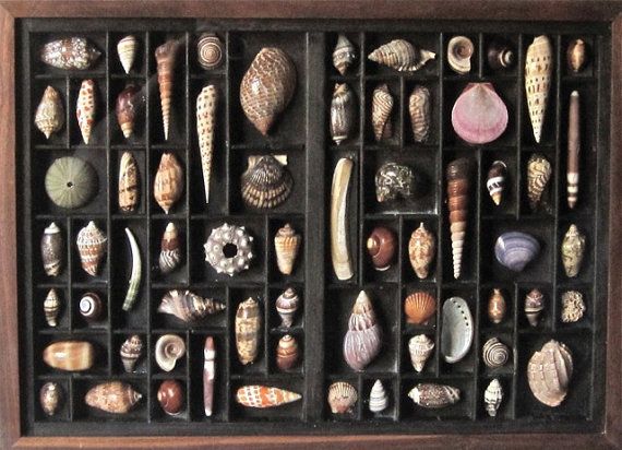 زفاف - Seashell Art, Relief, Composition, Wall Sculpture Within A Letterpress Box And Featuring The Art Of Cutting Shells