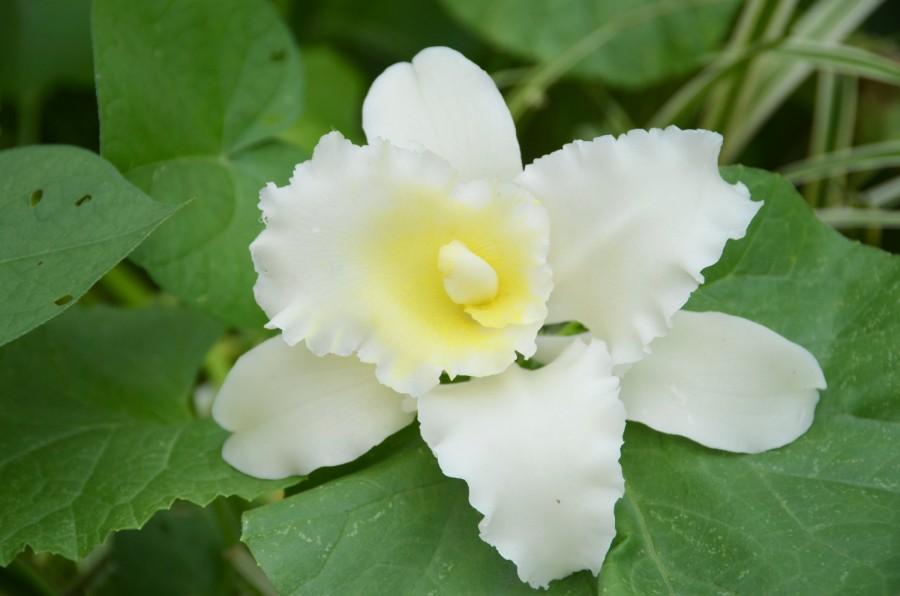 Свадьба - Handcrafted bridal hair flower, White Catteya orchid hair peice
