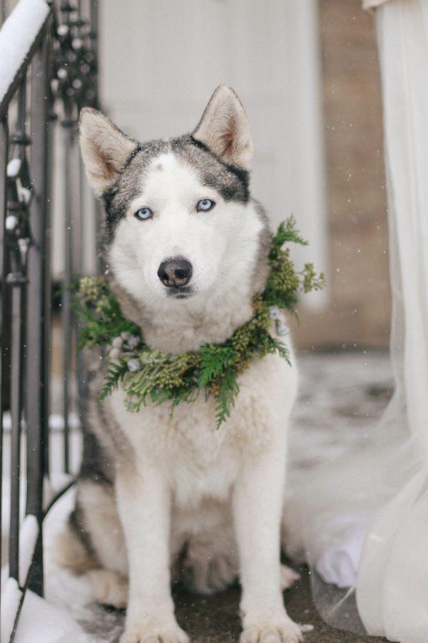 Mariage - Husky In Greenery Wreath
