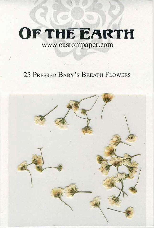 زفاف - Baby's Breath Pressed Flowers - pack of 25 1/2 inch long Flat Rustic Decor