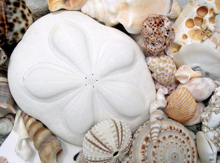 Mariage - Florida Sea Shells