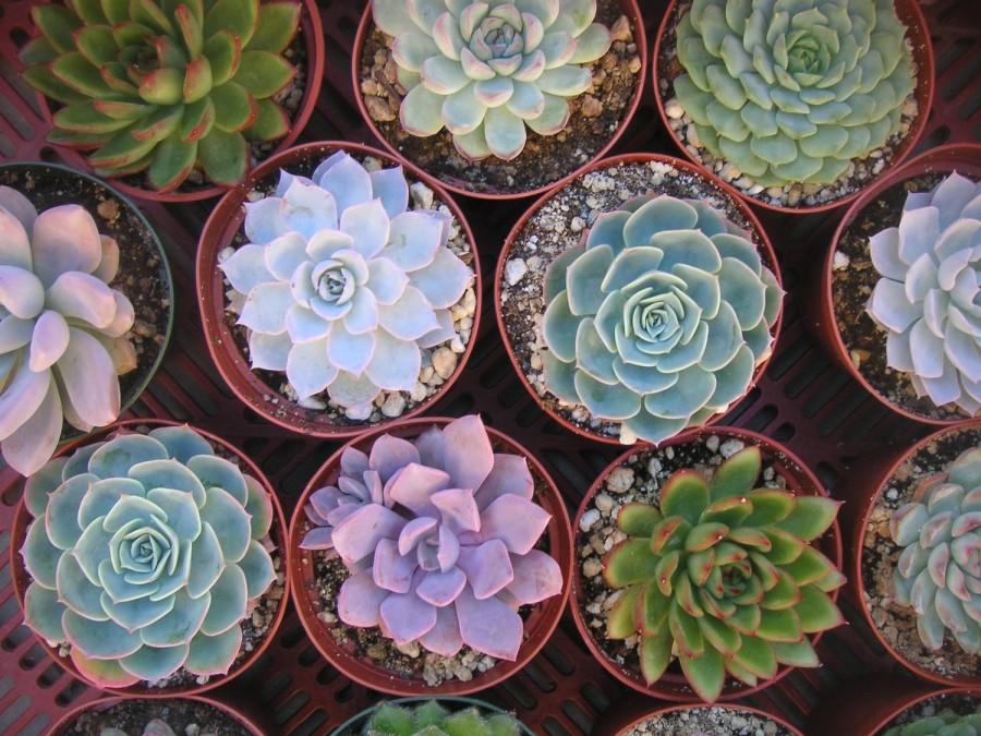 Wedding - Large Succulent Cuttings, 6 Rosettes, Great Size For Your Bouquet, Wedding Decor, Centerpieces,  From 4 Inch Pots