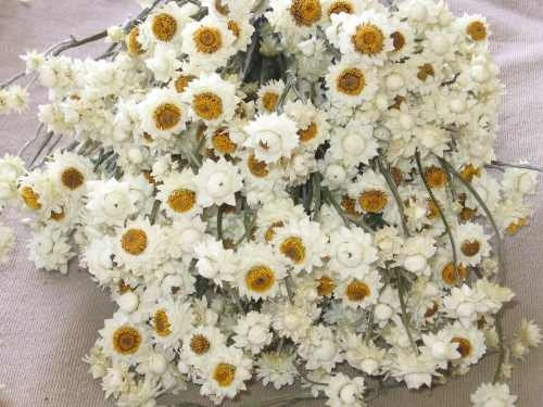 Свадьба - Ammobium dried floral LARGE 3-4 oz bunch-White wedding flower-Mini white strawflower-Corsage flowers-Dyed flowers