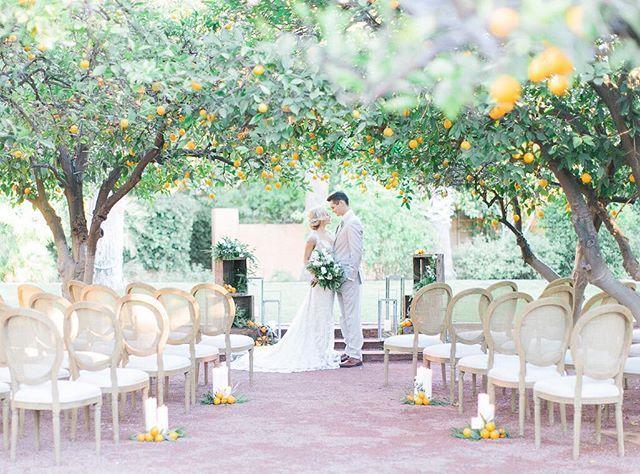 زفاف - Amanda Nistor On Instagram: “married In An Orange Grove? Yes Please 