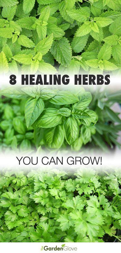 Свадьба - 8 Healing Herbs You Can Grow