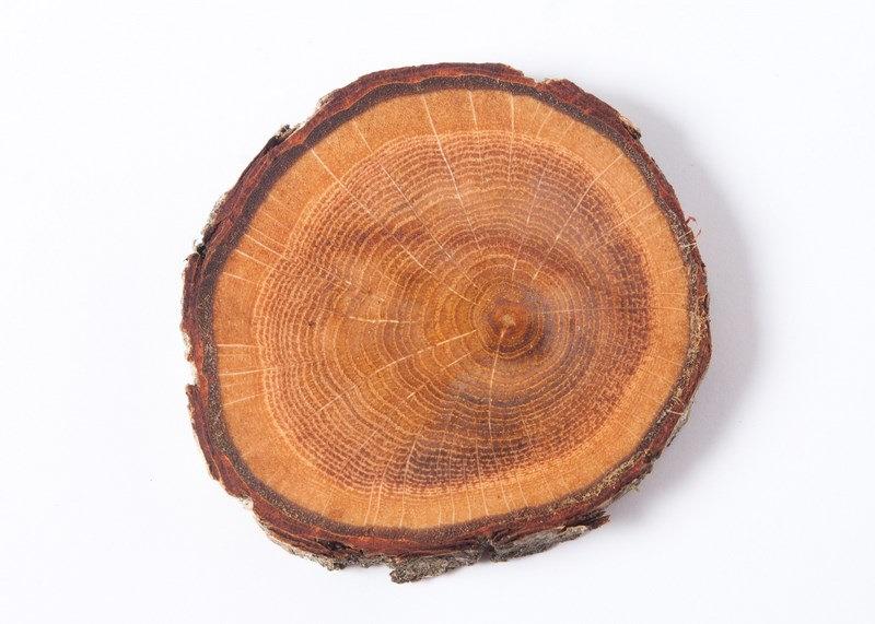 زفاف - Rustic oak wood discs with linseed oil , oak tree coasters for rustic wedding decors, wood slice with bark.