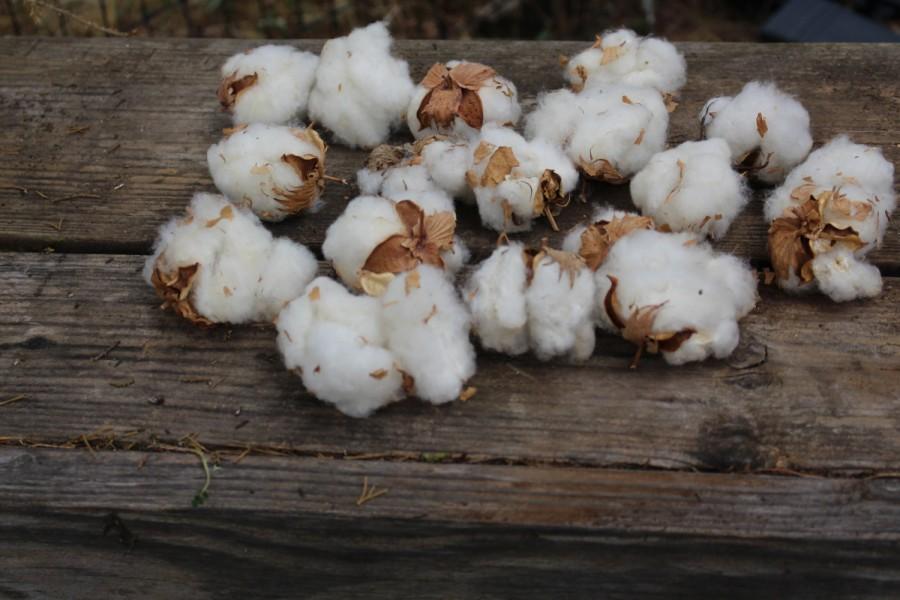 Hochzeit - Cotton Bolls-Raw Cotton-15 Bolls per bag Natural Cotton-Wedding Cotton Flowers-Raw Cotton-Cotton Boutonniere -Country Wedding