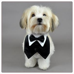 Mariage - Black Outfit For Pet