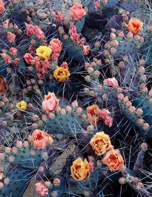 Hochzeit - Succulents, Agave & Cactus