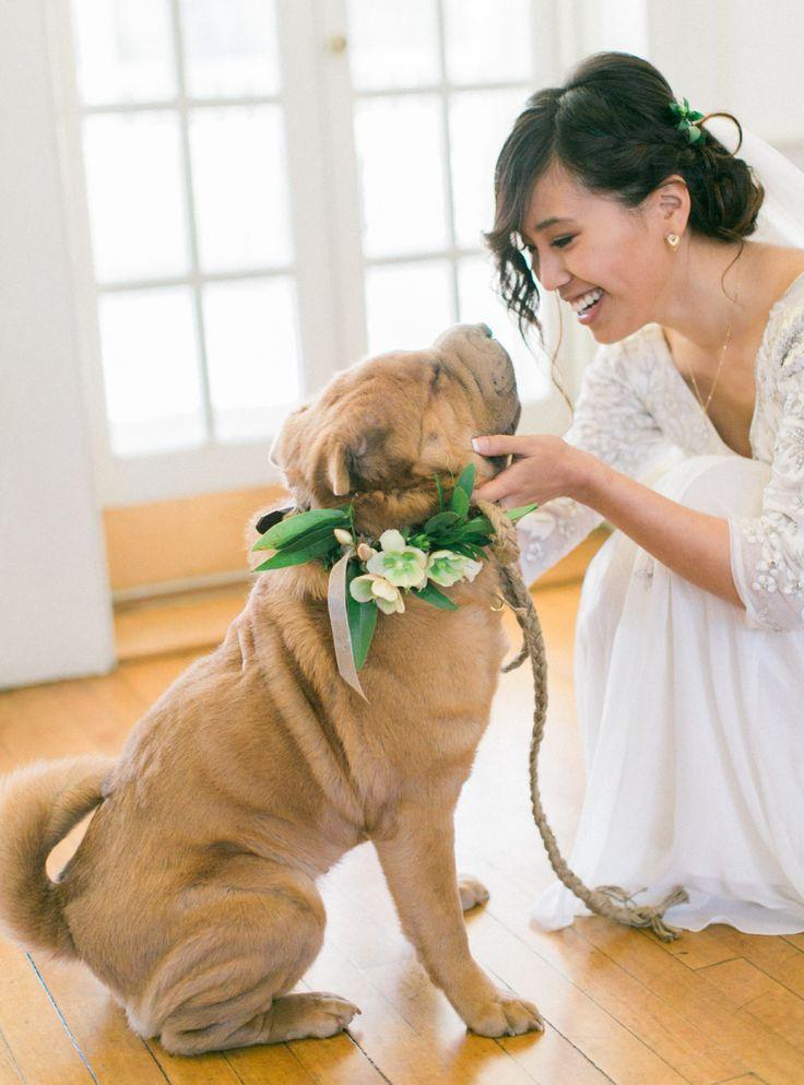 Wedding - See The Cutest (Furry) Ring Bearer Who Walked Down The Aisle