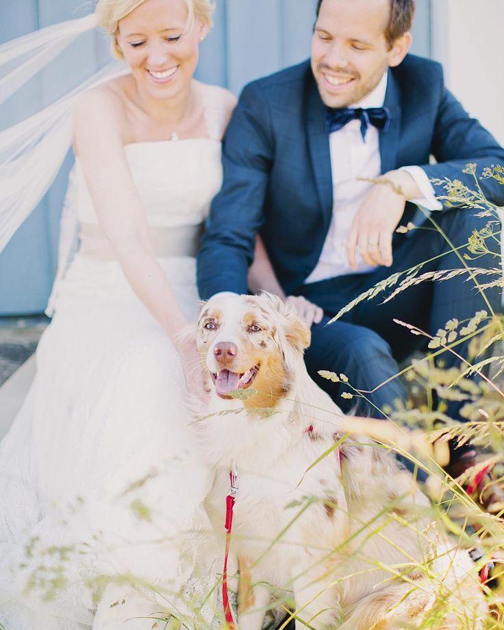 Hochzeit - Anna Roström On Instagram: “Choose A Best Dog (men) For Your Wedding     // Jag Har Svårt Med Gubbar, Alltså Inte Gubbar I Form Av…”